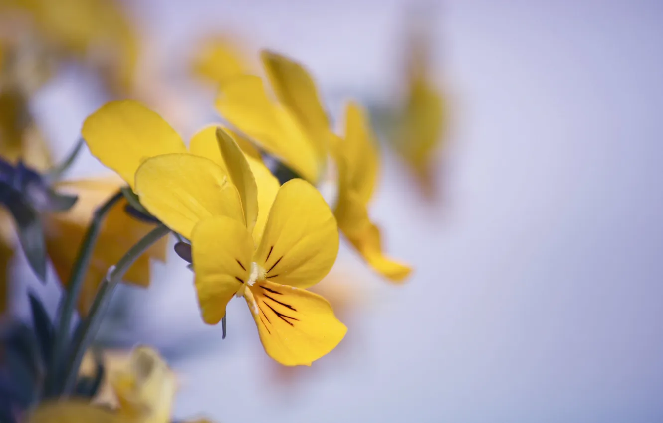 Photo wallpaper flowers, nature, background