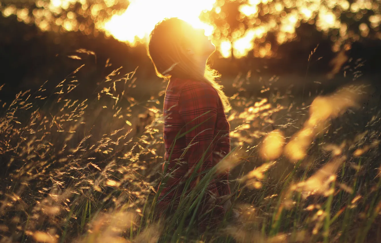 Photo wallpaper field, girl, the sun, Golden Dreams