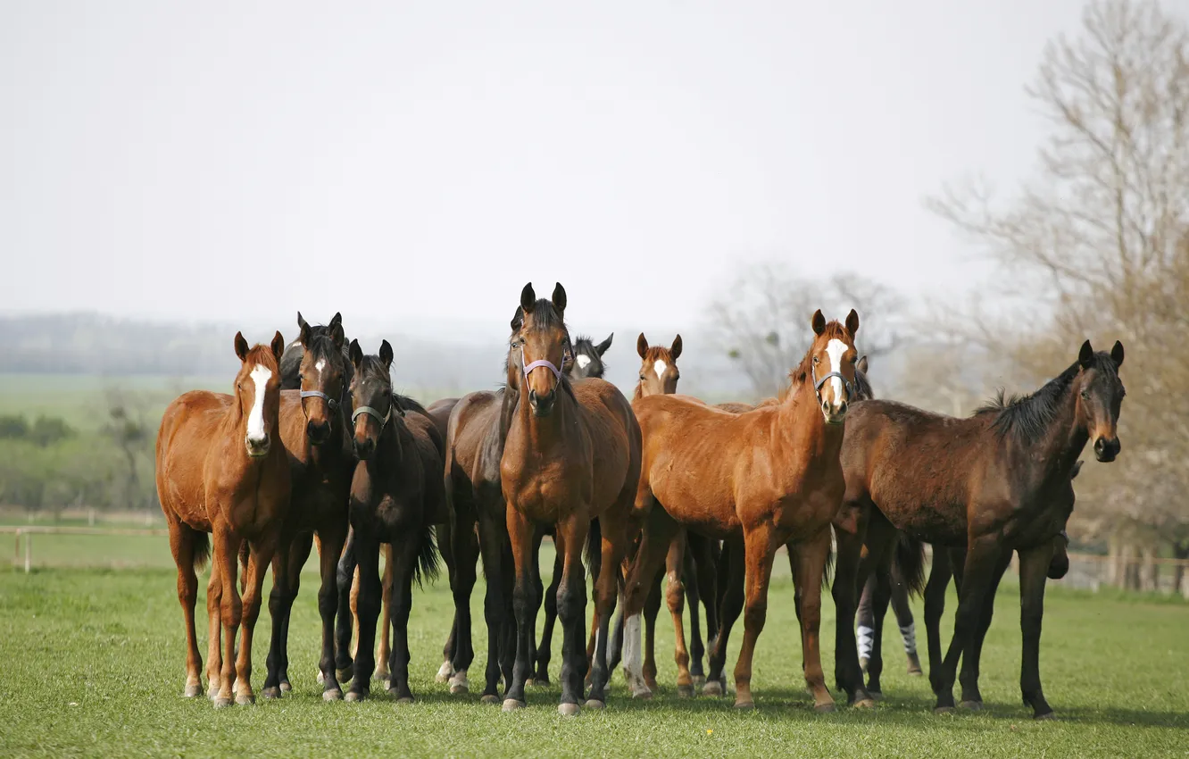 Photo wallpaper field, grass, horse, horse, the herd