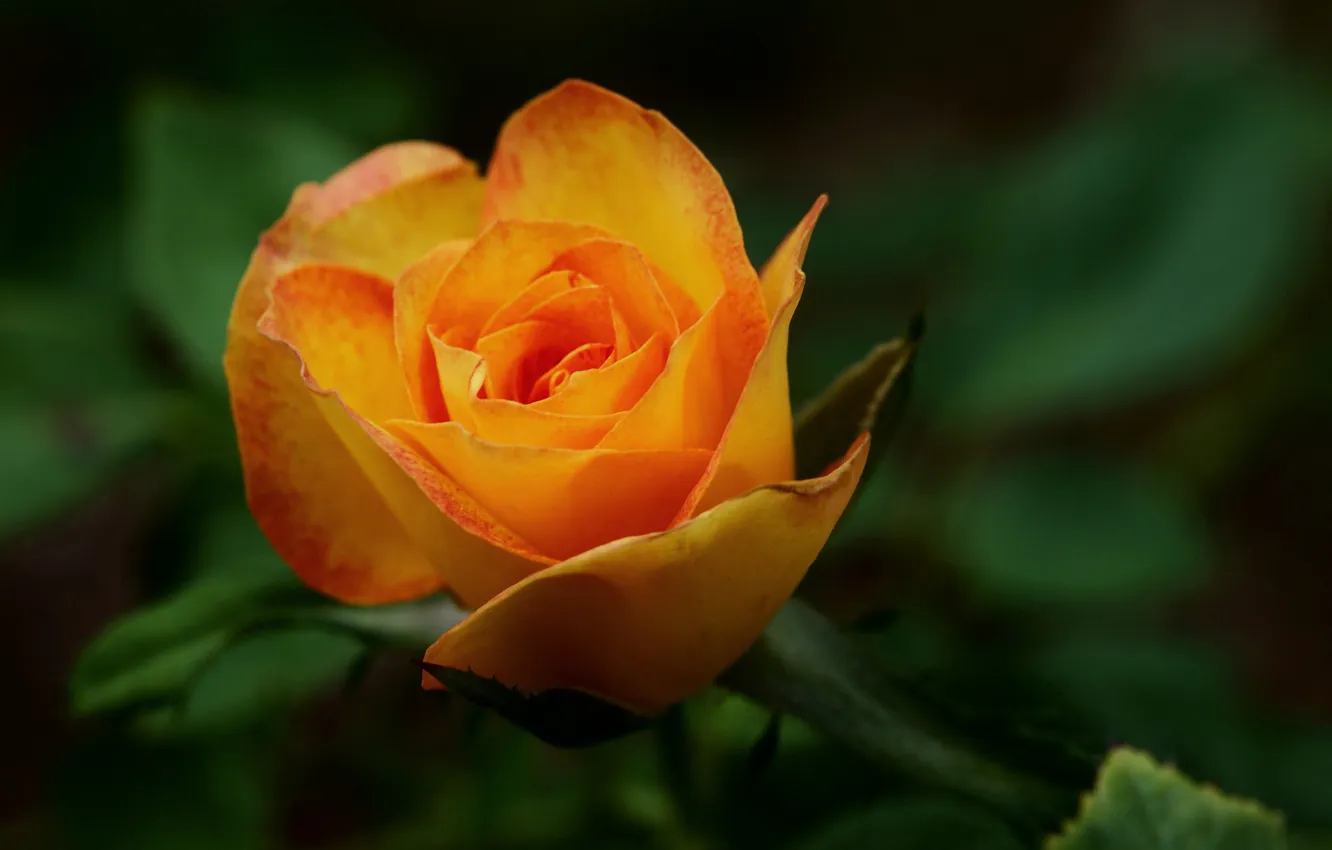 Photo wallpaper macro, flowers, orange, roses