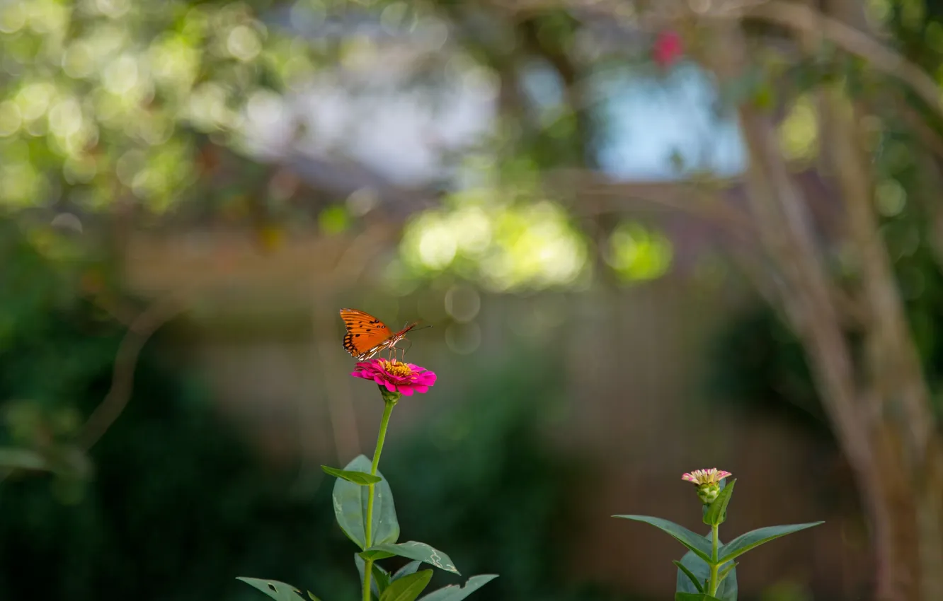 Photo wallpaper flower, butterfly, garden, stem, insect