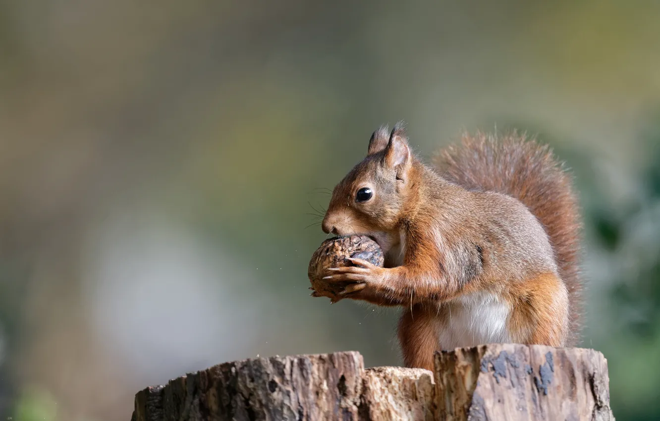 Photo wallpaper stump, protein, nuts