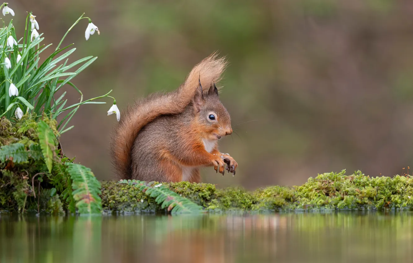 Photo wallpaper protein, snowdrops, pond, Berezhok
