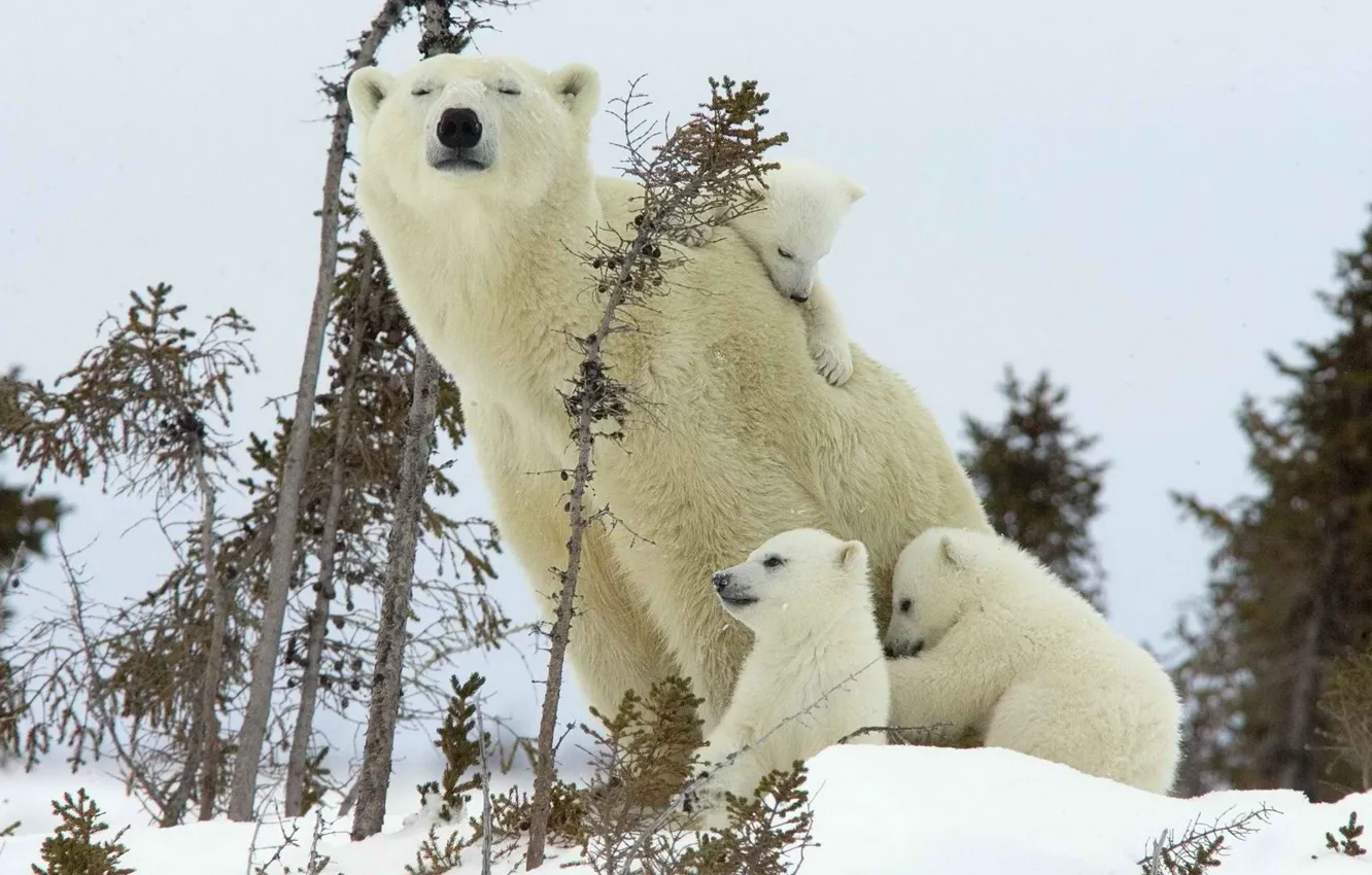 Photo wallpaper family, bear, polar bear