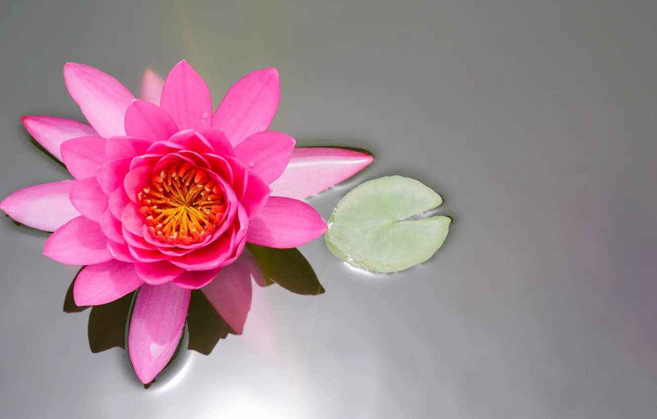 Photo wallpaper flower, sheet, pond, pink, Lotus, Lily, the view from the top, water Lily