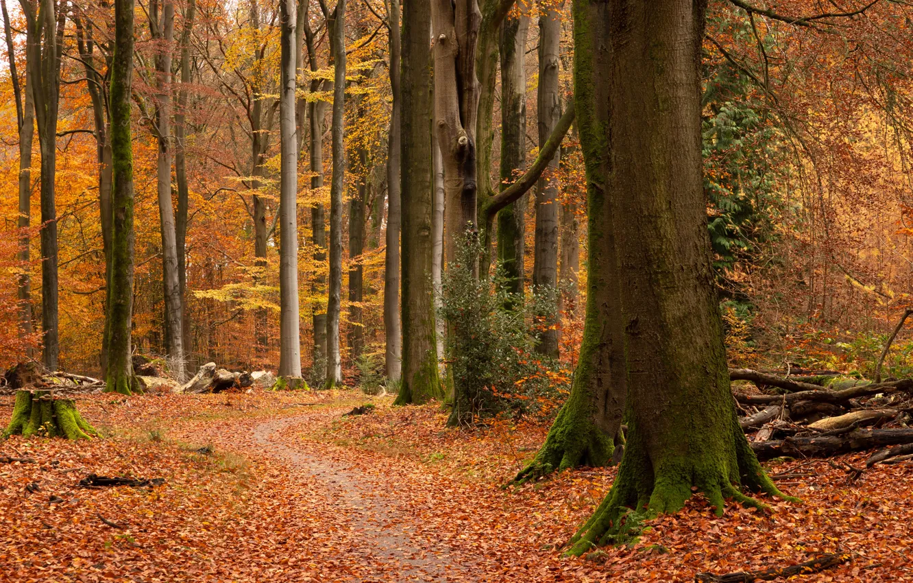 Photo wallpaper autumn, forest, trees, Park, foliage, trunk