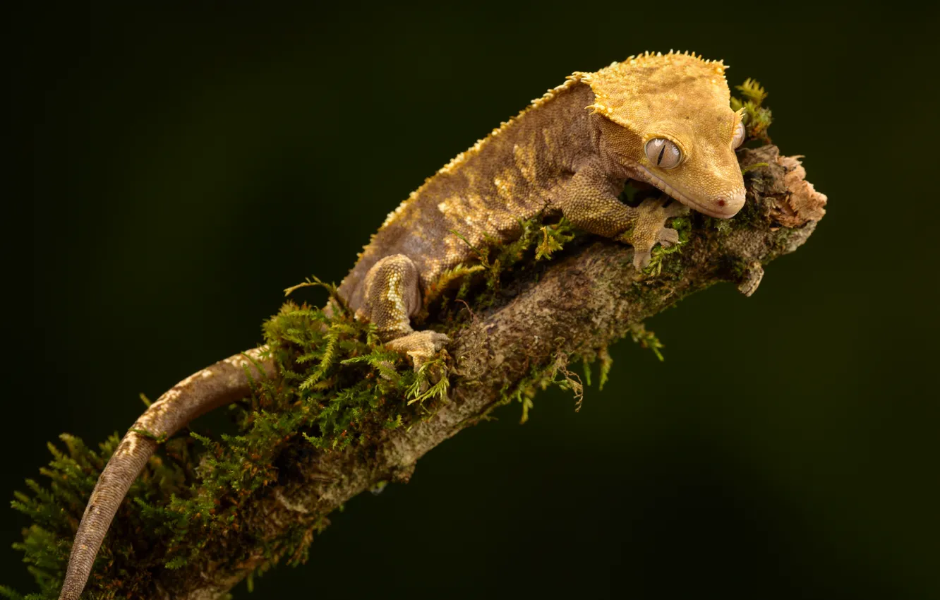 Photo wallpaper branches, yellow, background, moss, lizard, Gecko, bitches