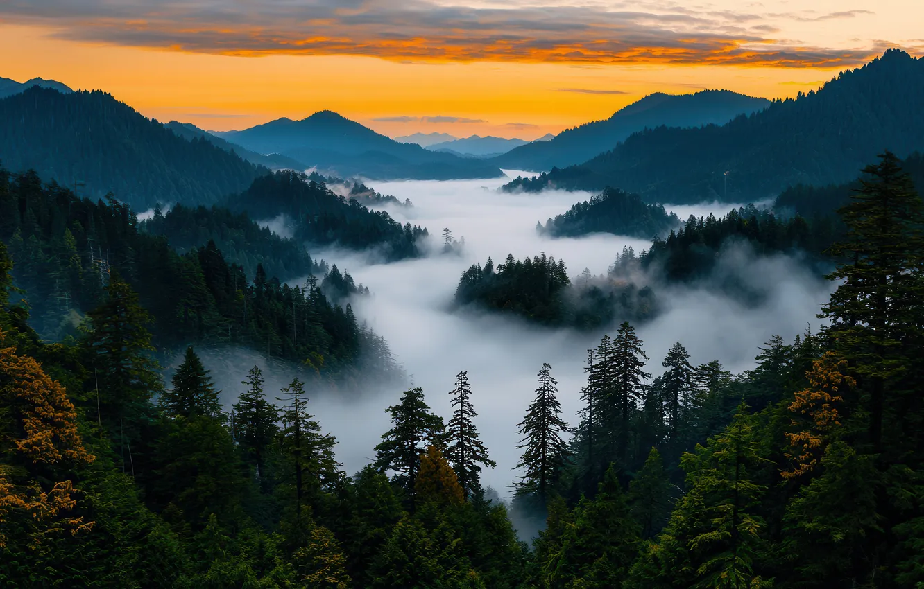 Photo wallpaper forest, the sky, clouds, mountains, fog, view, height, dal