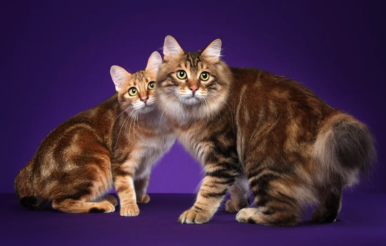 Photo wallpaper cat, look, cats, pose, kitty, a couple, Duo, Studio