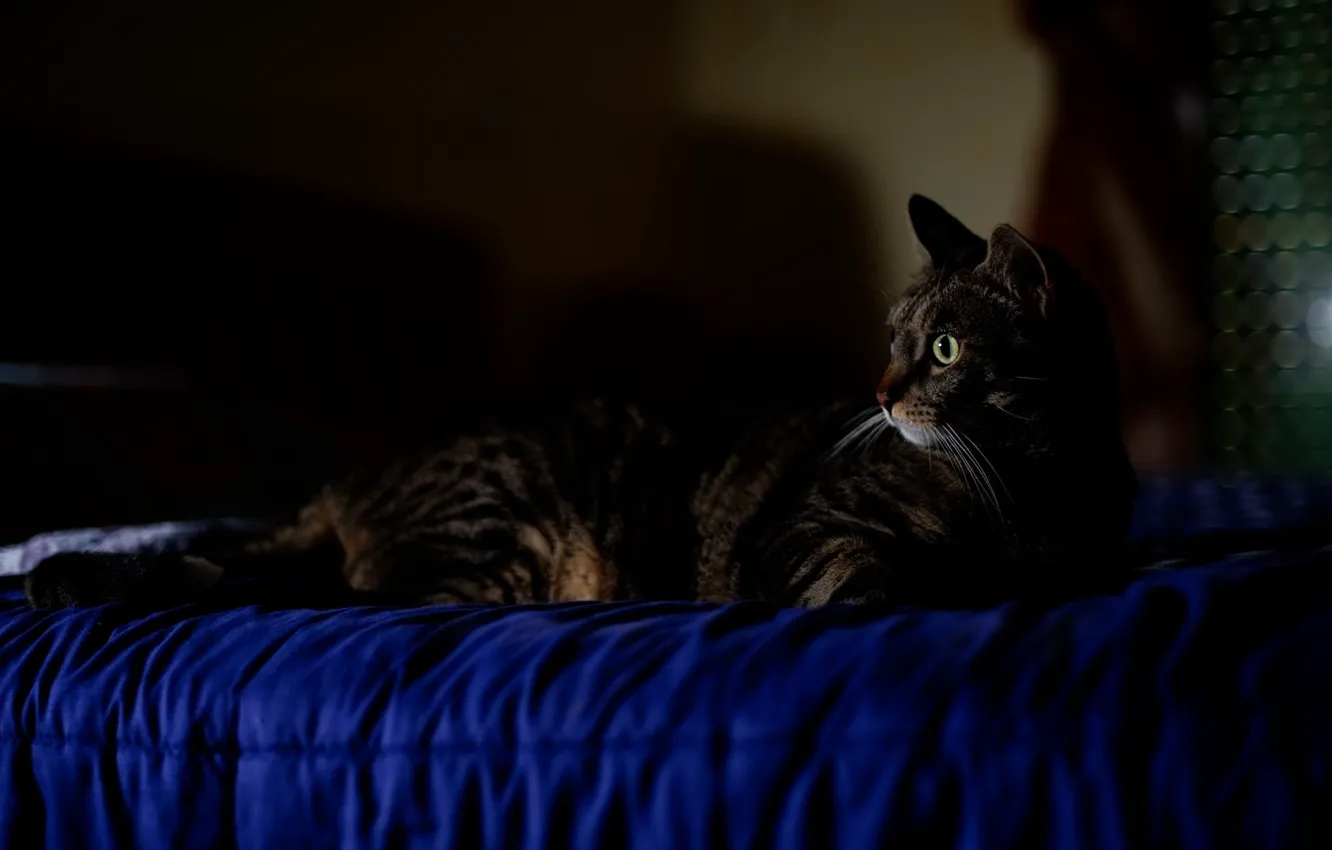Photo wallpaper cat, cat, look, light, blue, wall, bed, shadow