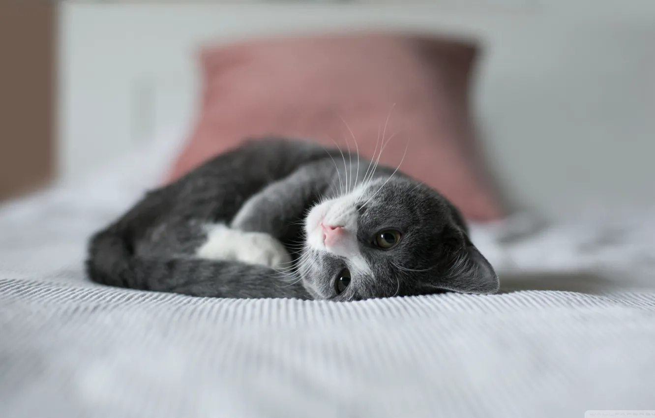 Photo wallpaper bed, cat, fluffy, lies, kitty