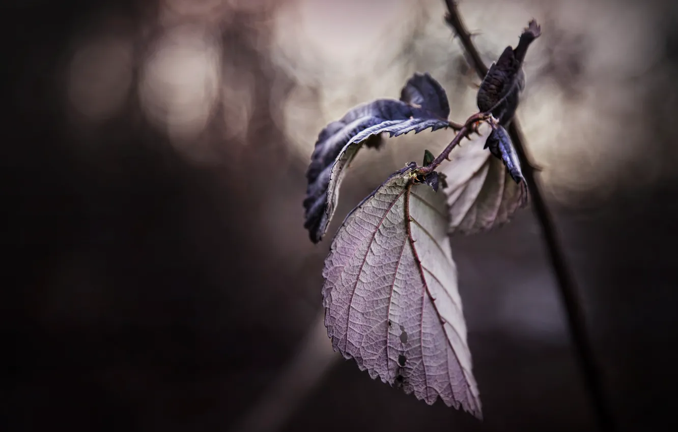 Photo wallpaper leaves, nature, background