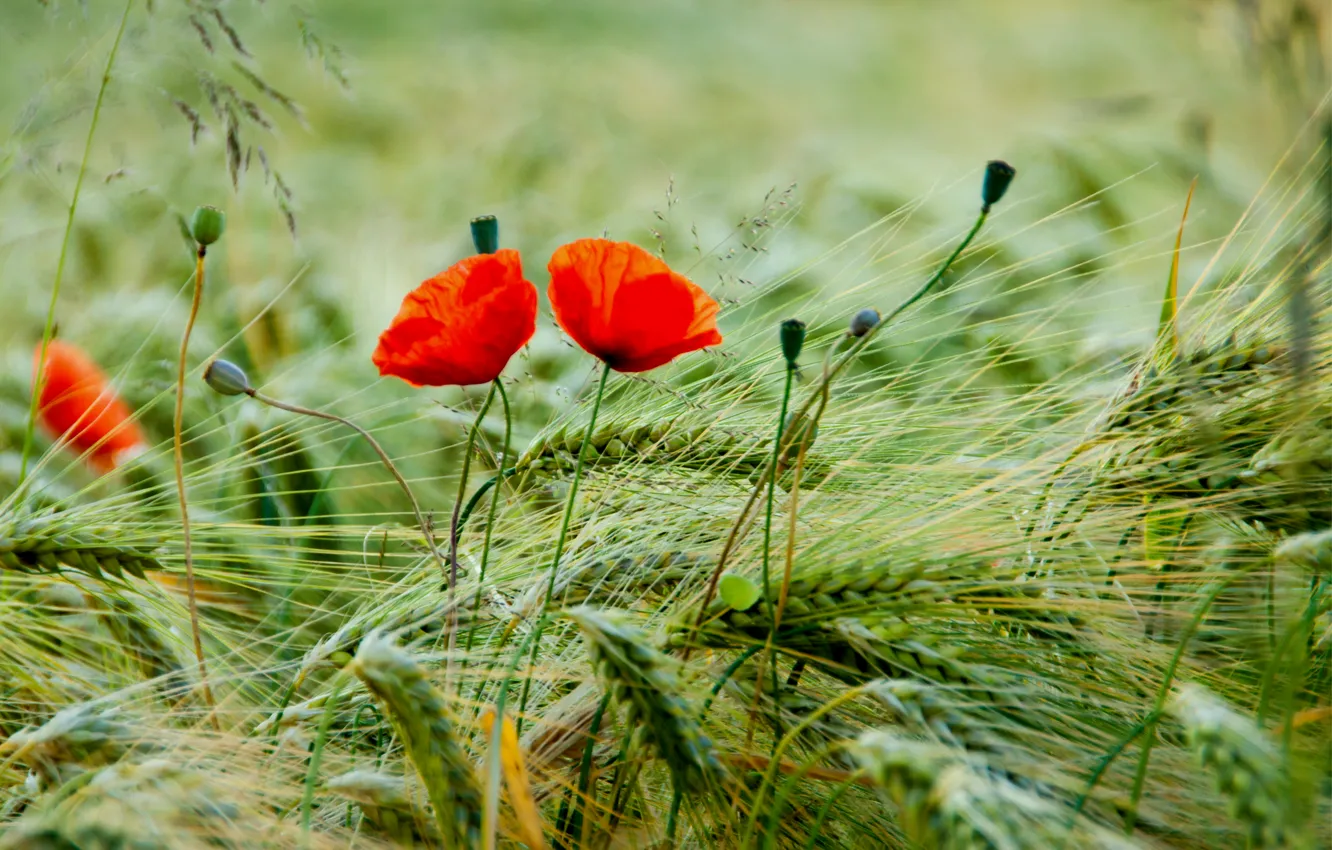 Photo wallpaper field, macro, flowers, red, Maki, petals, blur, spikelets