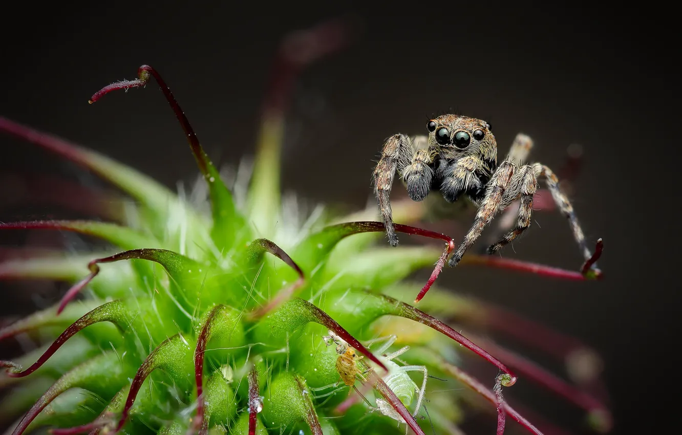 Photo wallpaper look, macro, pose, the dark background, plant, spider, spikes, bokeh