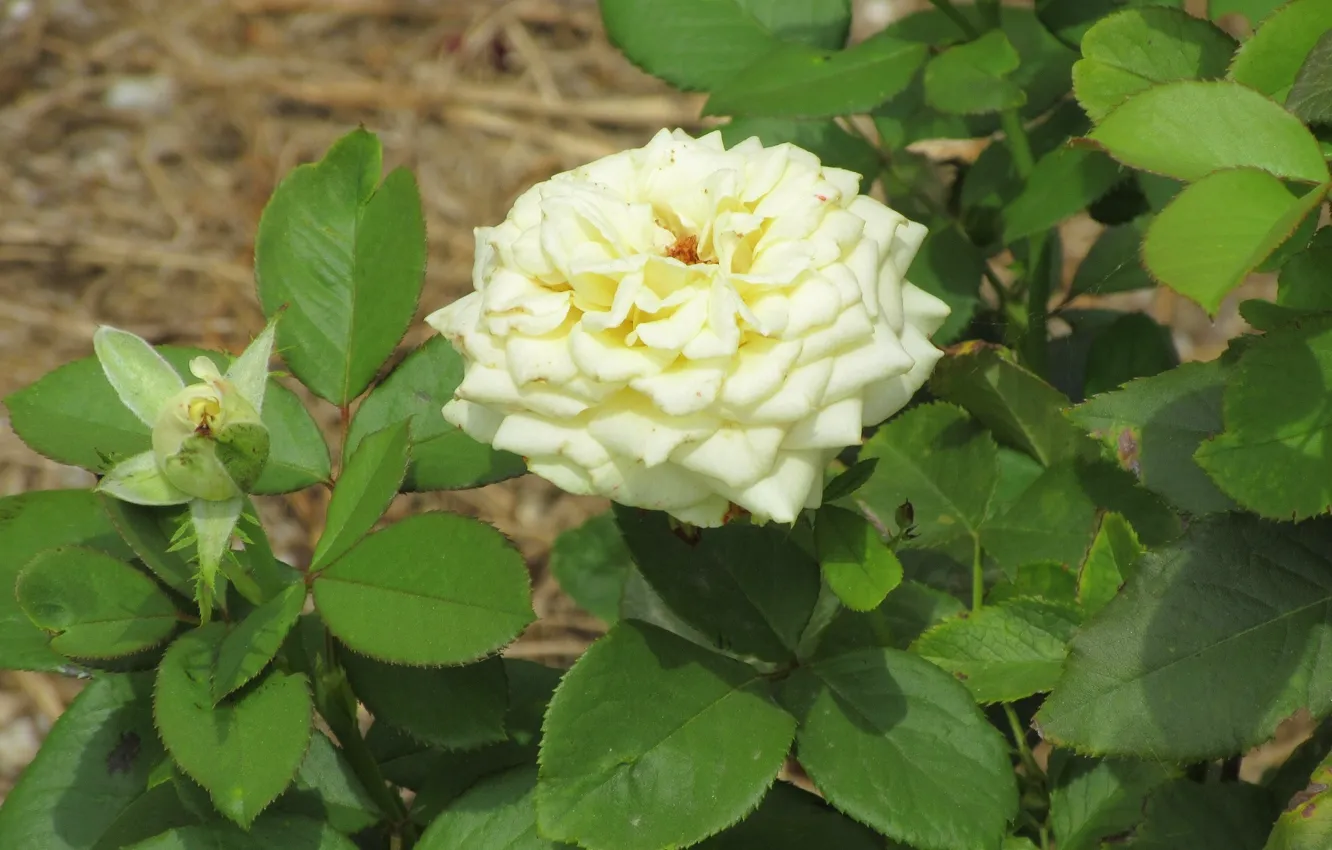 Photo wallpaper leaves, roses, the bushes, Meduzanol ©, Summer 2018