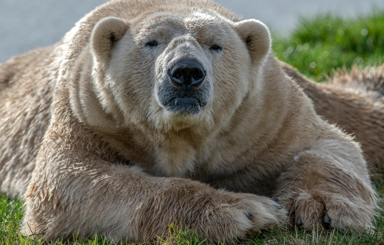 Photo wallpaper face, the sun, nature, paws, wool, bear, lies, polar bear