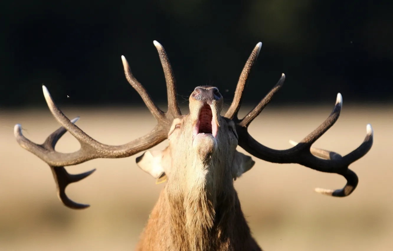 Photo wallpaper nature, deer, horns