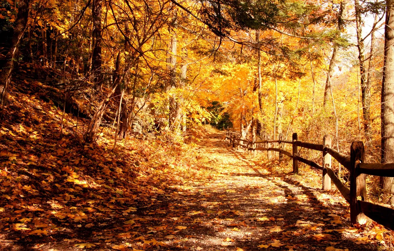 Photo wallpaper light, trees, Park, foliage, Autumn, fence