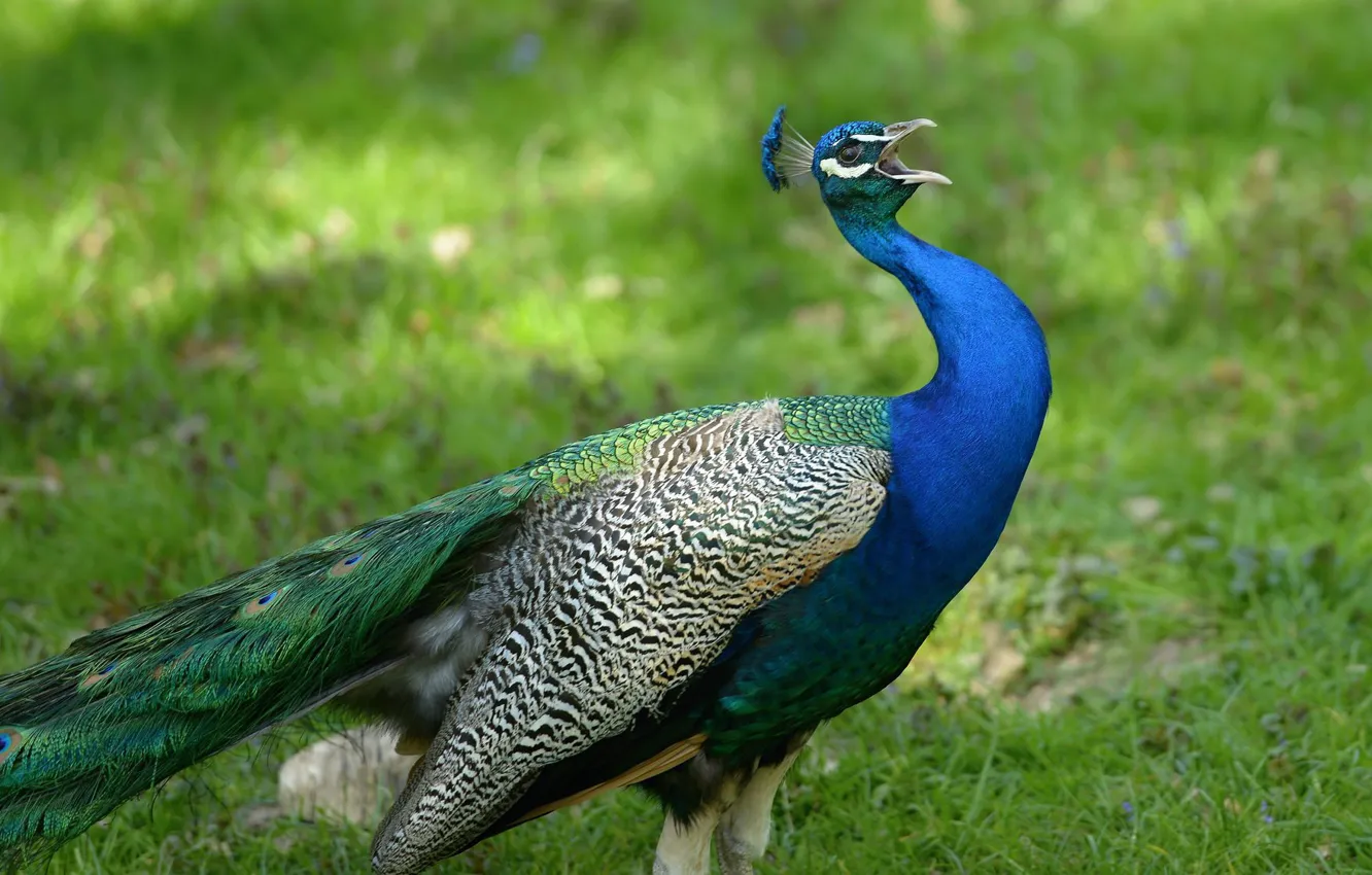 Photo wallpaper nature, bird, peacock