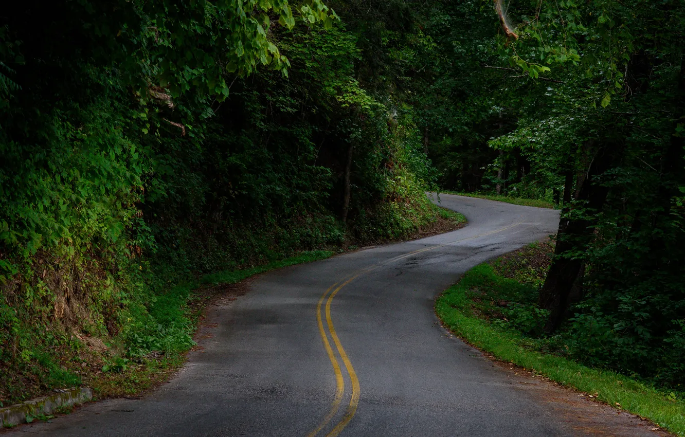 Photo wallpaper road, forest, nature