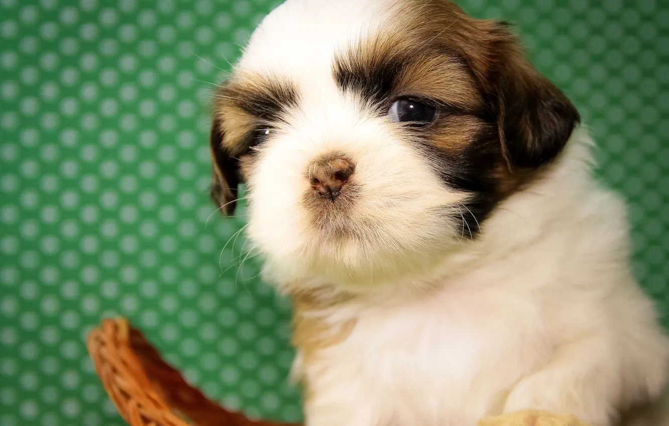 Photo wallpaper dog, baby, puppy, Shih Tzu