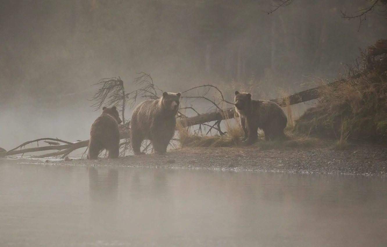Photo wallpaper river, tree, morning, bears, bears, bear, morning mist, the three bears