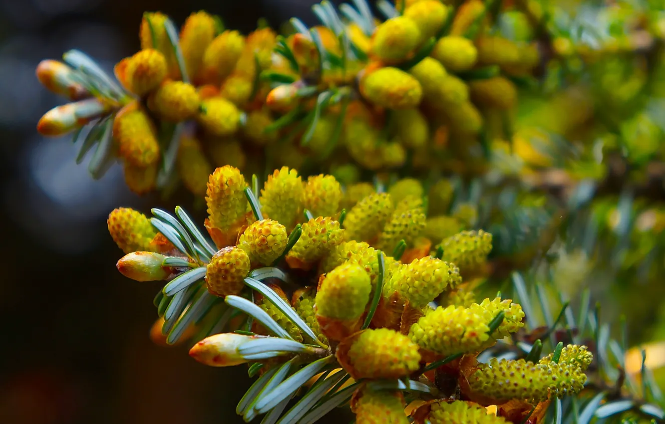 Photo wallpaper spring, pine, twig