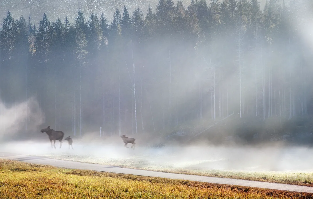 Photo wallpaper fog, morning, moose