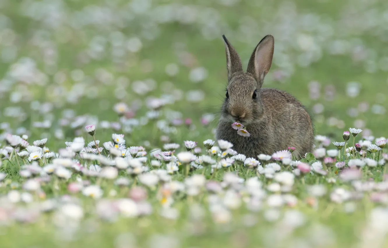 Photo wallpaper flowers, glade, hare, rabbit, Bunny, rodent, rabbit, Daisy