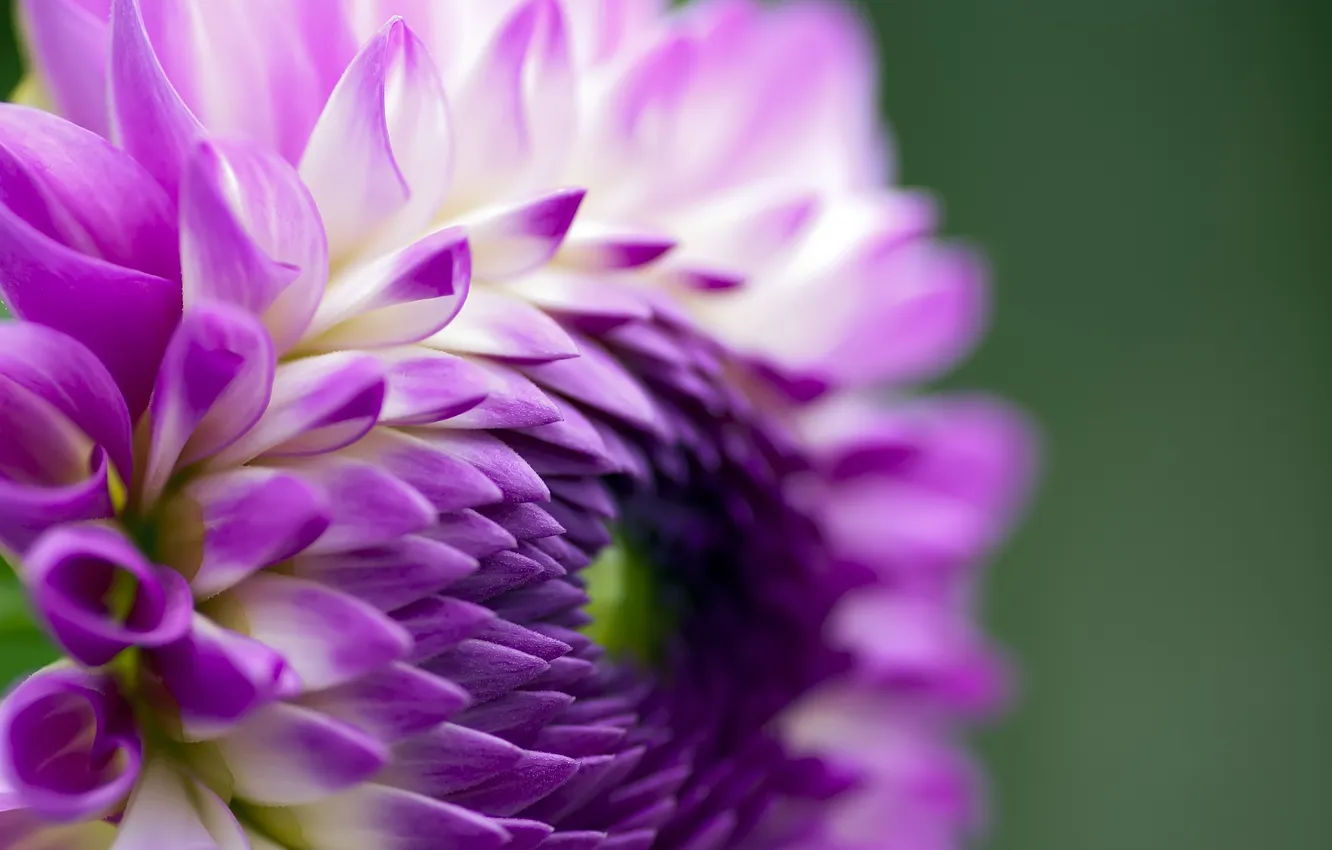 Photo wallpaper flowers, petals, lilac