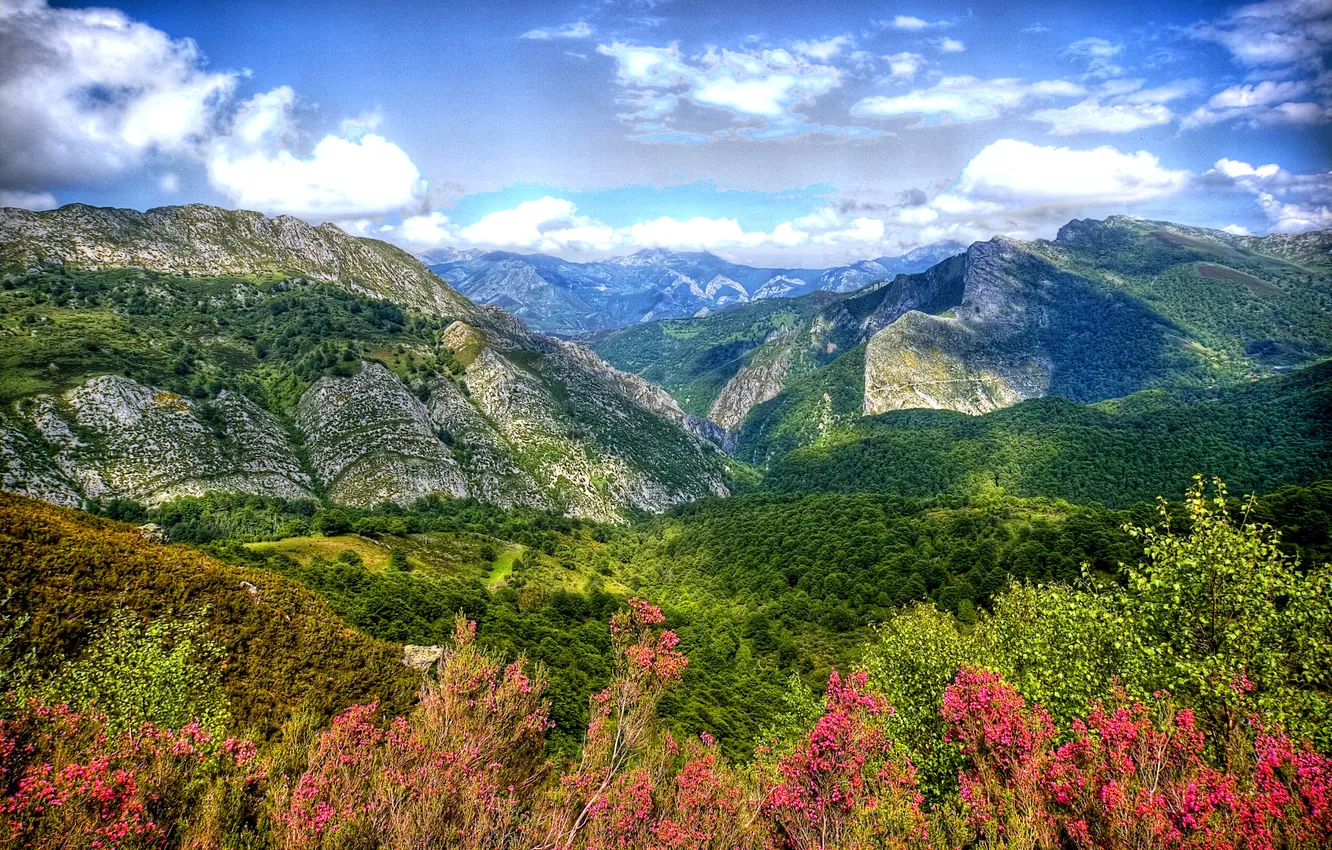 Photo wallpaper forest, mountains, treatment, valley, gorge, Spain, Asturias, Caleao