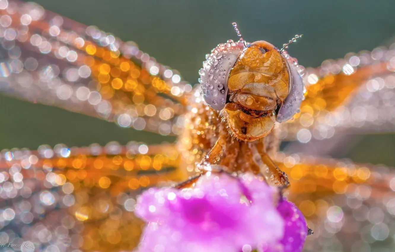 Photo wallpaper ROSA, WATER, WINGS, DROPS, INSECT, EYES, DRAGONFLY