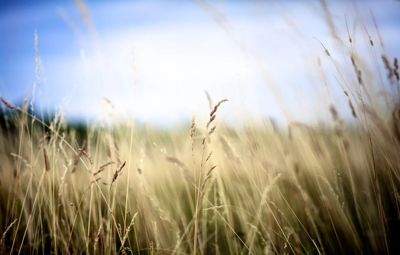 Photo wallpaper field, the sky, grass, blur, effect, a blade of grass