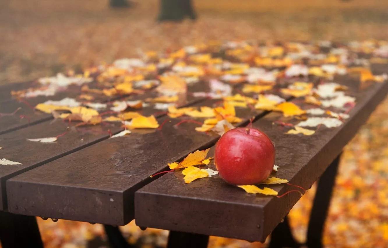 Photo wallpaper drops, bench, Apple, falling leaves