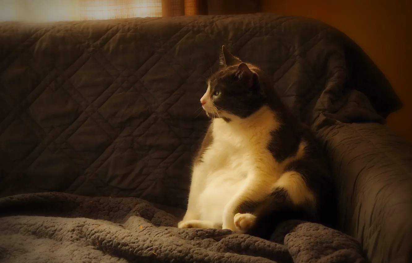 Photo wallpaper cat, cat, look, light, pose, room, sofa, blanket