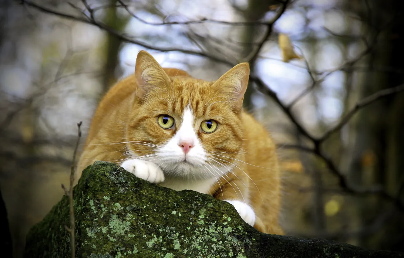 Photo wallpaper eyes, cat, mustache, look, nature, stone, branch