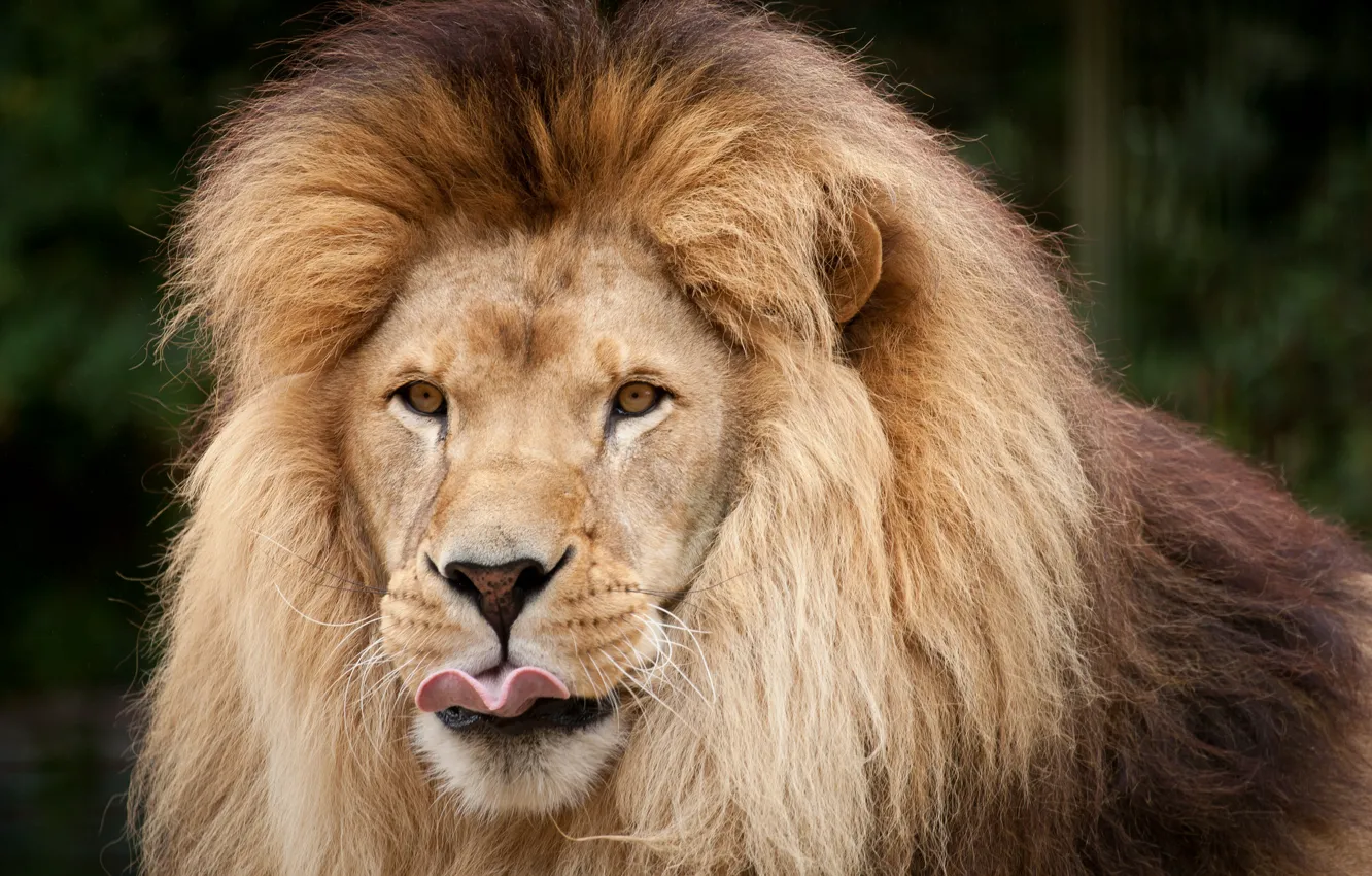 Photo wallpaper language, cat, face, Leo, mane