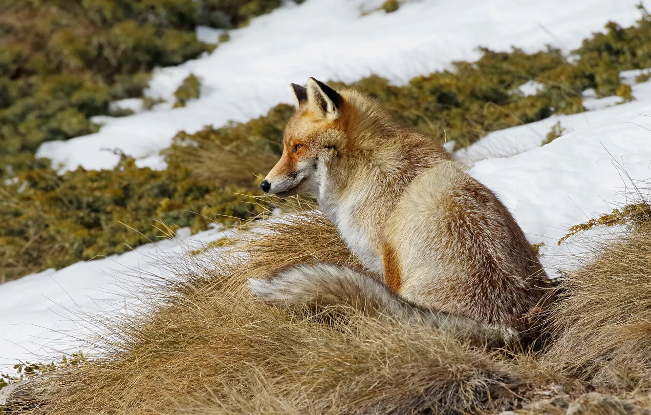 Photo wallpaper autumn, look, face, snow, spring, slope, Fox, sitting