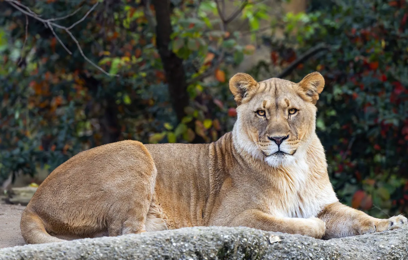 Photo wallpaper nature, lies, lioness