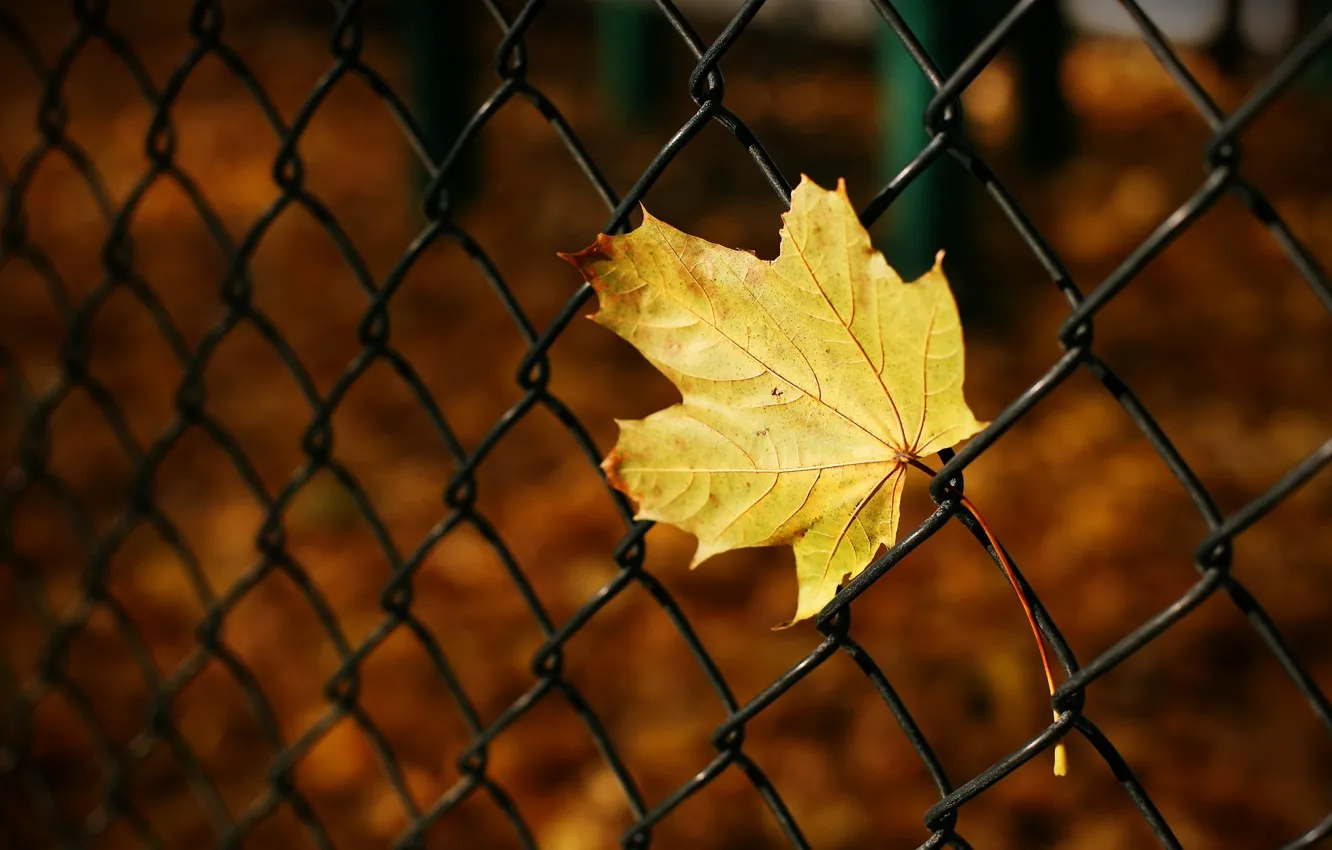 Photo wallpaper autumn, macro, yellow, background, mesh, Wallpaper, blur, the fence