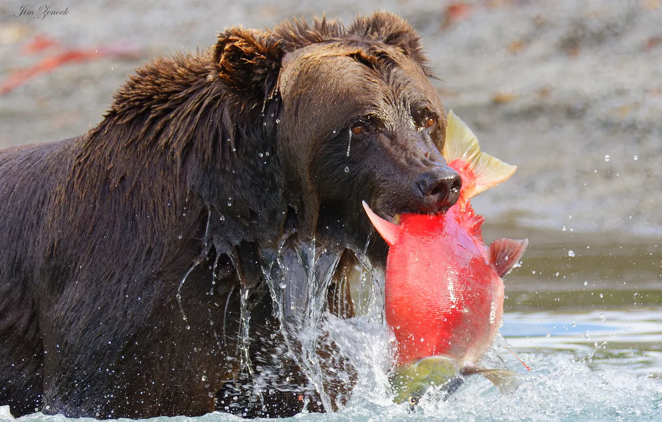 Photo wallpaper squirt, fish, bear, hunting