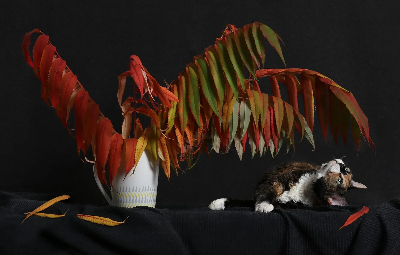 Photo wallpaper autumn, cat, look, branches, red, pose, the dark background, table