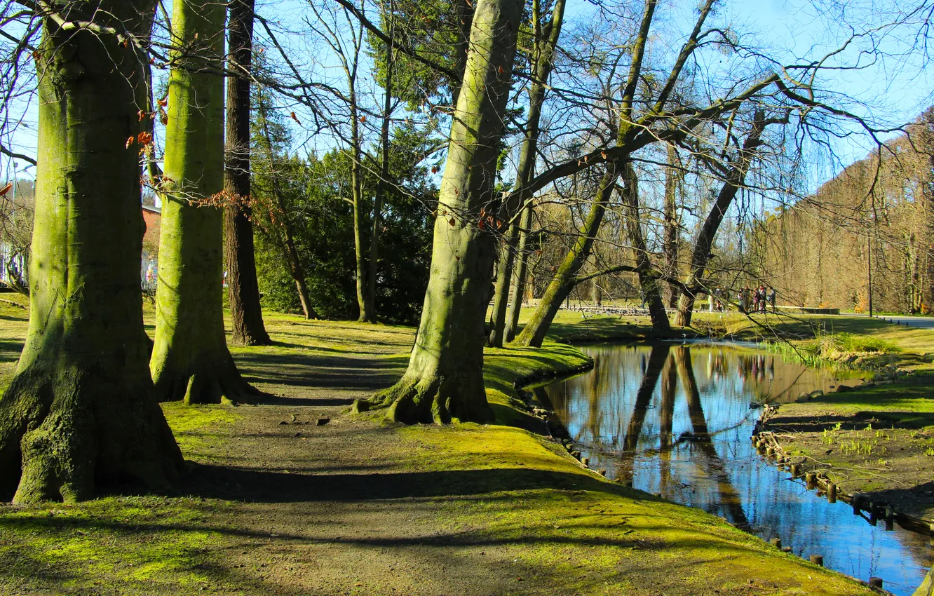 Photo wallpaper park, tree, pond
