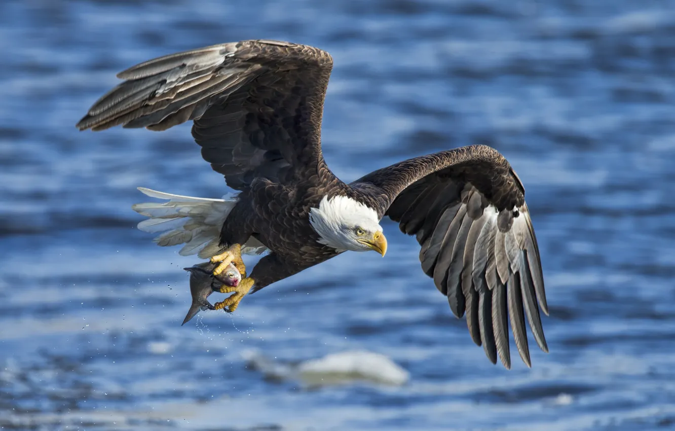 Photo wallpaper water, bird, eagle, wings, fish, catch, bald eagle, white - tailed eagle