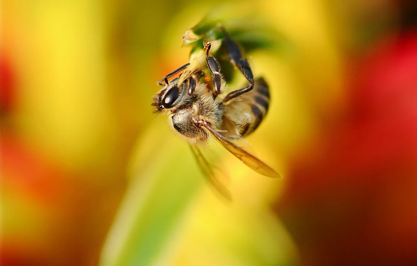 Photo wallpaper flower, bee, background, plant, insect