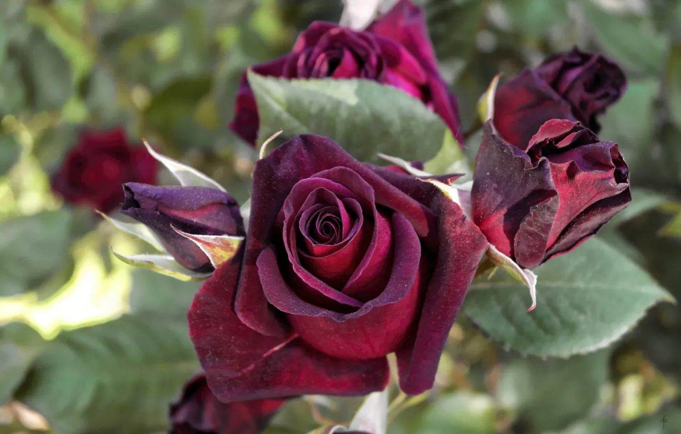 Photo wallpaper rose, buds, Burgundy