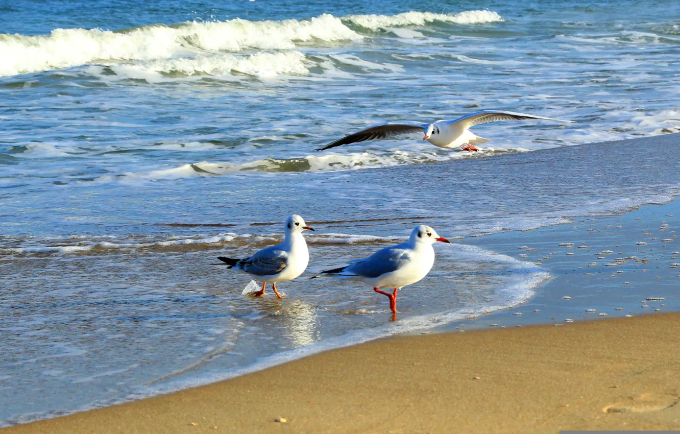 Photo wallpaper beach, sea, seagull