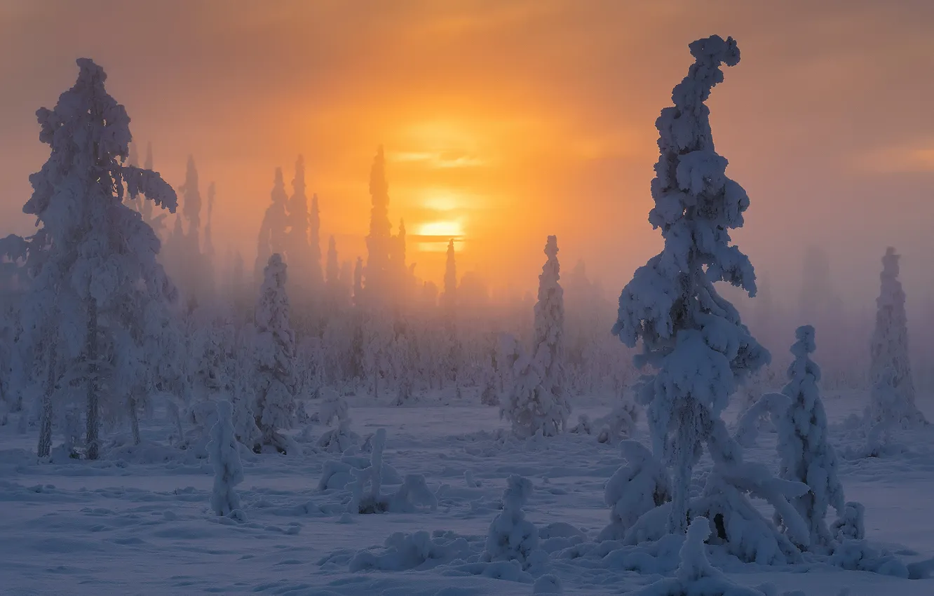 Photo wallpaper winter, forest, the sun, snow, haze, Sweden, national Park Muddus, province Lappland