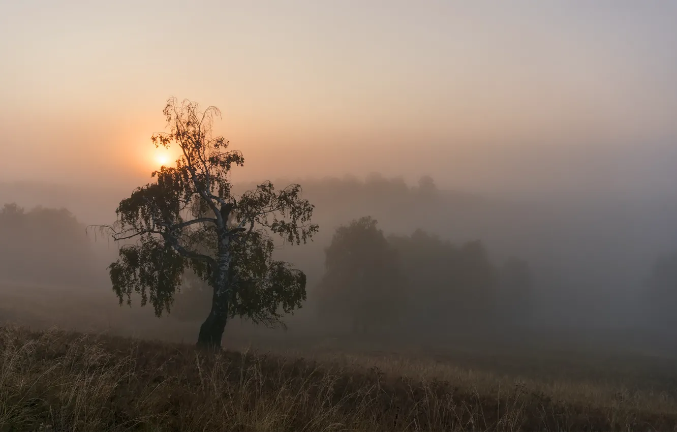 Photo wallpaper field, forest, summer, grass, the sun, light, trees, landscape