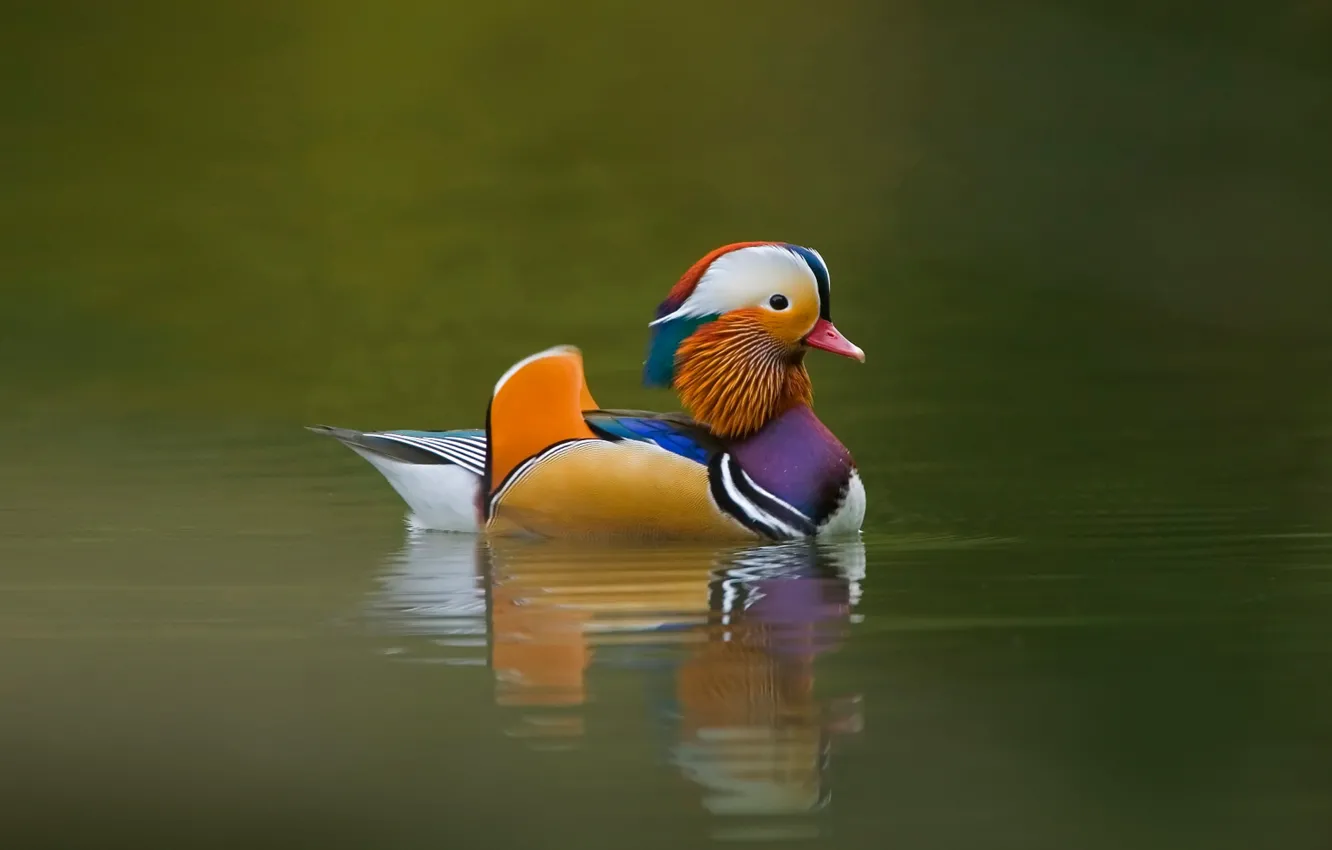 Photo wallpaper bird, duck, floats